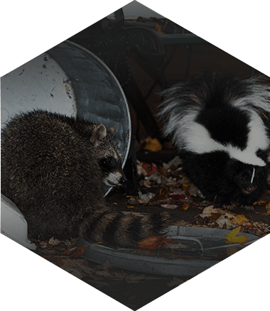 skunks and racoons